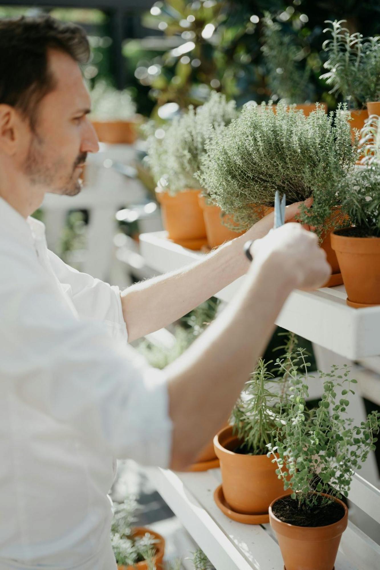 Jw Marriott Bucharest Grand Hotel Exterior photo A man pruning a thyme plant